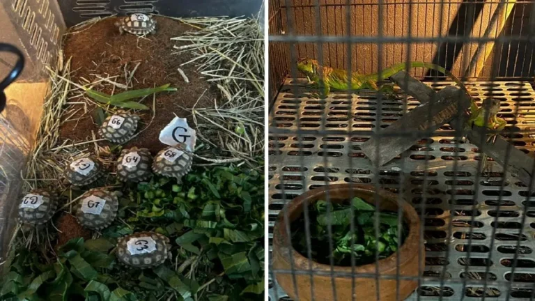 Dua lelaki ditahan, jual iguana dan kura-kura secara haram
