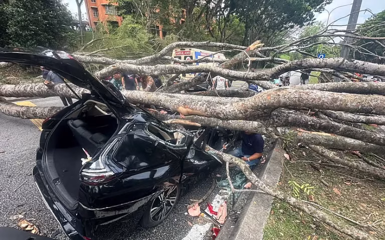 Dua wanita cedera kereta dihempap pokok tumbang di Shah Alam