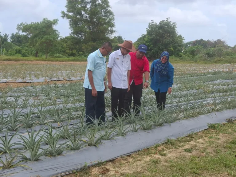 MARDI terajui kolaborasi nanas MS16 demi jaminan bekalan makanan