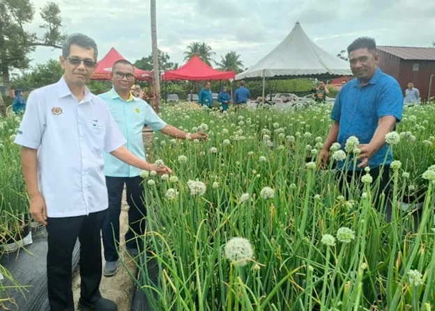 MARDI perluas tanaman benih bawang, sokong sasaran pengurangan import