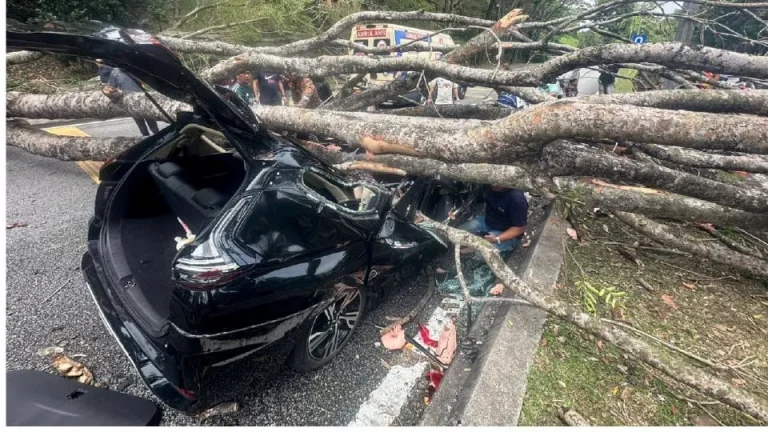 UiTM sahkan dua pensyarah mereka cedera dihempap pokok di Seksyen 7 Shah Alam