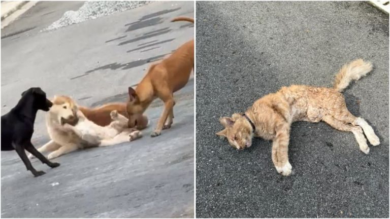 Kucing kesayangan baka Mainecoon mati diserang anjing bertuan, pemilik mahu keadilan