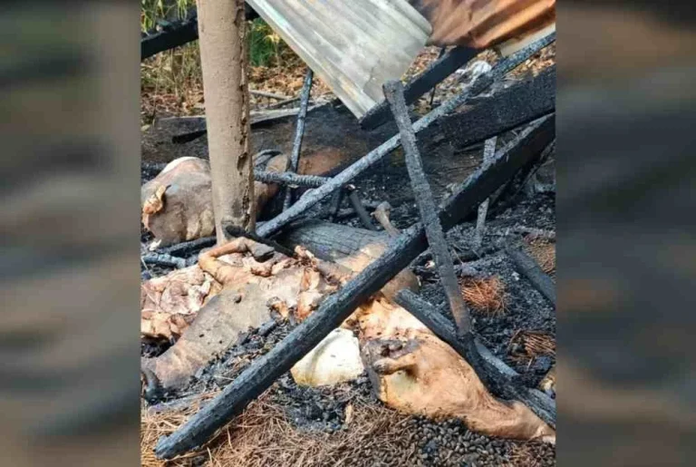 15 ekor kambing rentung dalam kebakaran kandang