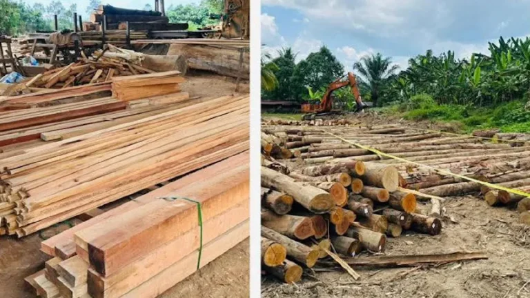 Kayu hutan, peralatan lebih RM2juta dirampas dalam serbuan kilang proses kayu haram