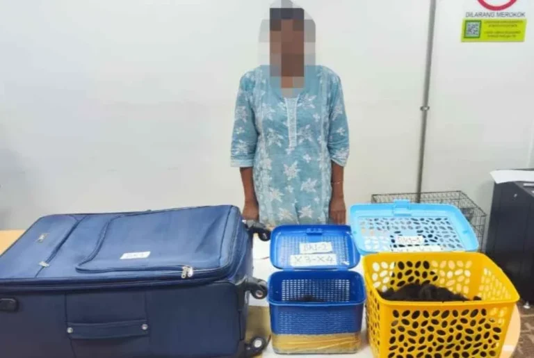 Wanita ditahan cuba seludup 4 siamang dalam bekas kecil ke India
