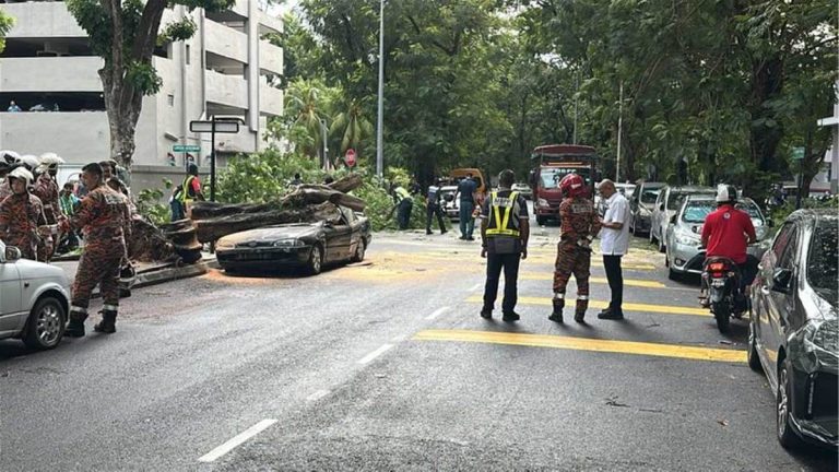 Ribut: 2 kereta rosak teruk dihempap pokok