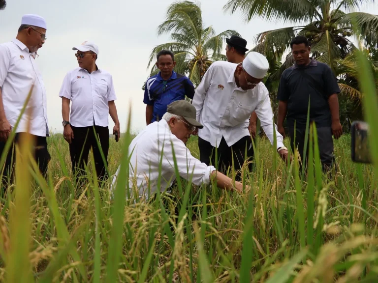 Pesawah paling terkesan kenaikan mendadak harga diesel – Hamzah