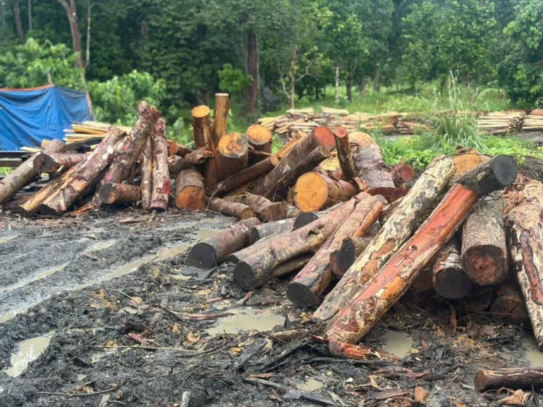 PGA serbu kilang kayu, rampas lebih RM1 juta, tujuh ditahan