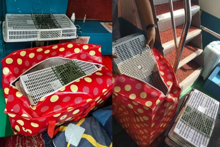 Enam kru ditahan seludup 433 murai kampung ke Indonesia guna feri