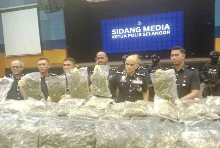 Polis tumpaskan cubaan seludup bunga ganja RM14.7 juta ke luar negara, dua wanita ditahan