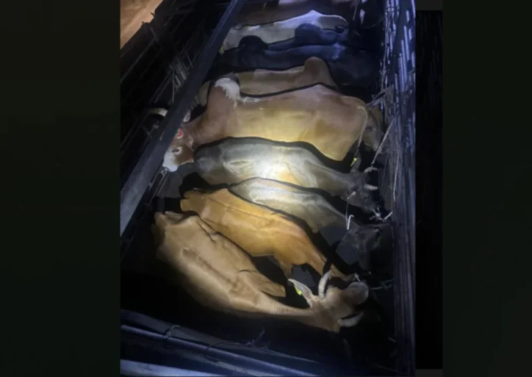 PGA rampas 13 lembu seludup, dua lelaki ditahan