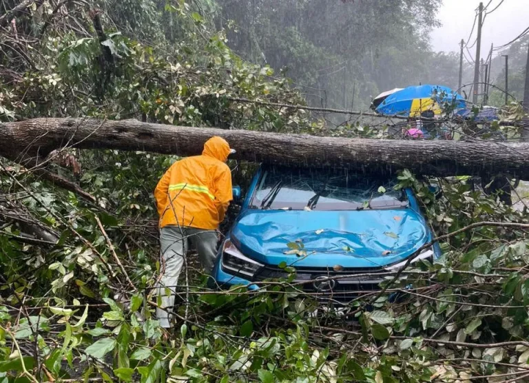 Pokok tumbang hempap Perodua Axia: Pemandu lelaki sempat selamatkan diri