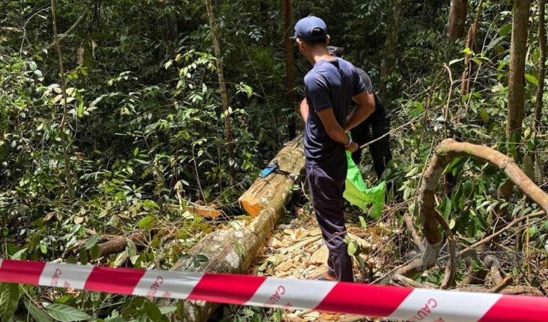 Lelaki Kemboja kantoi tebang pokok gaharu bernilai tinggi
