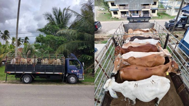 Lelaki ditahan cuba hantar 13 lembu seludup kepada pembeli