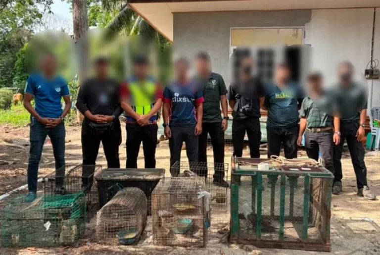 PGA tahan remaja 18 tahun miliki helang merah, musang tanpa permit