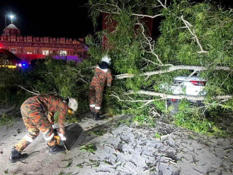 Pokok tumbang hempap Honda Civic, X50 di Sungai Petani