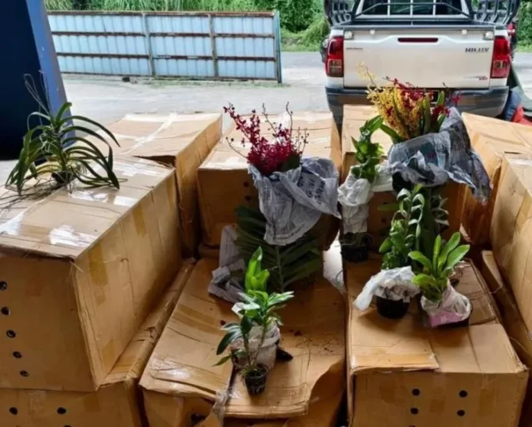 PGA rampas 1,400 pokok orkid seludup dari Thailand bernilai RM280,000