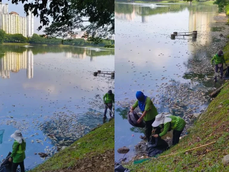 DBKL siasat punca ikan mati di Tasik Taman Danau Kota