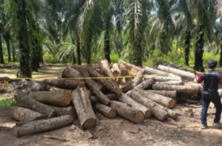 PGA rampas kayu, jentera RM2.03 juta, tahan 10 individu