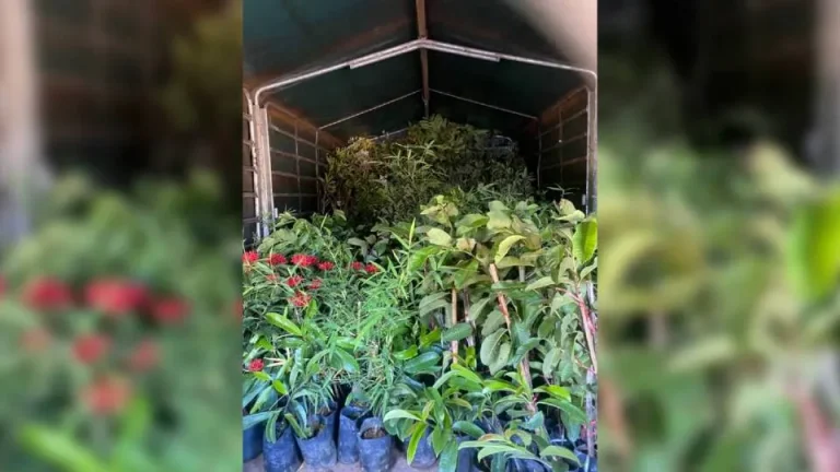 PGA rampas 1,600 anak pokok bernilai RM310,000