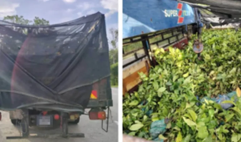 PGA rampas 20,000 anak pokok kopi seludup bernilai RM700,000