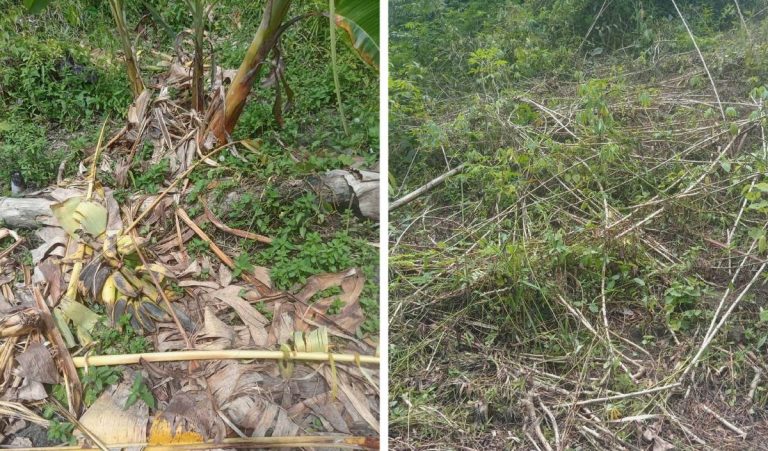 JAKOA, PERHILITAN turun padang siasat serangan gajah liar di Pos Belatim